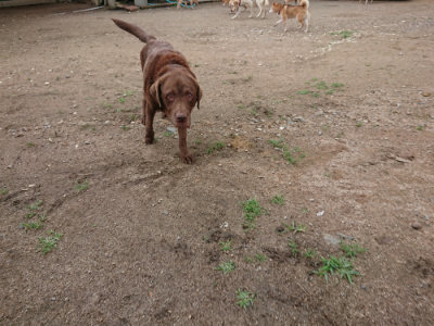 f:id:roukenhome-ann:20190611182820j:plain