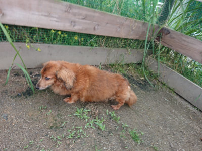 f:id:roukenhome-ann:20190611182926j:plain