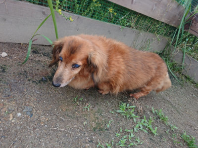 f:id:roukenhome-ann:20190611182933j:plain