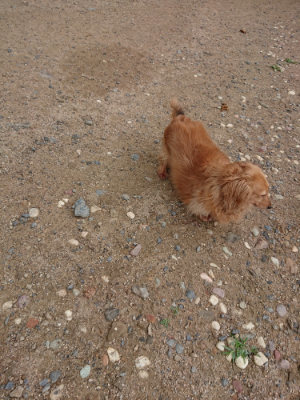 f:id:roukenhome-ann:20190611182950j:plain