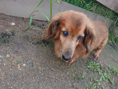 f:id:roukenhome-ann:20190611182955j:plain