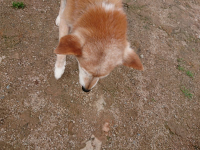 f:id:roukenhome-ann:20190611183001j:plain