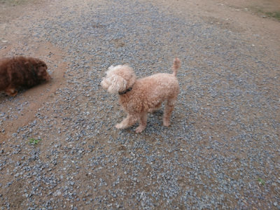 f:id:roukenhome-ann:20190611183007j:plain