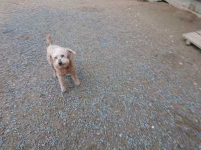 f:id:roukenhome-ann:20190611183037j:plain