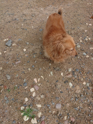 f:id:roukenhome-ann:20190611183045j:plain