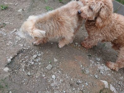 f:id:roukenhome-ann:20190611183052j:plain