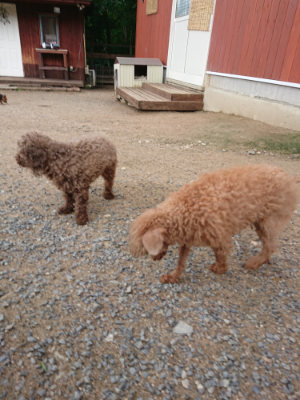 f:id:roukenhome-ann:20190611184554j:plain