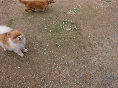 f:id:roukenhome-ann:20190611184627j:plain