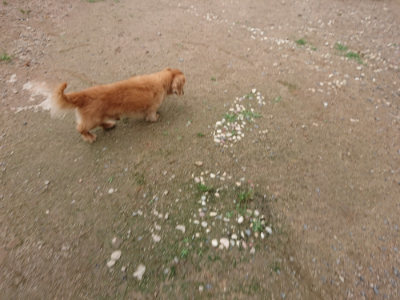 f:id:roukenhome-ann:20190611184632j:plain