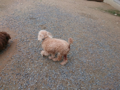 f:id:roukenhome-ann:20190611184637j:plain