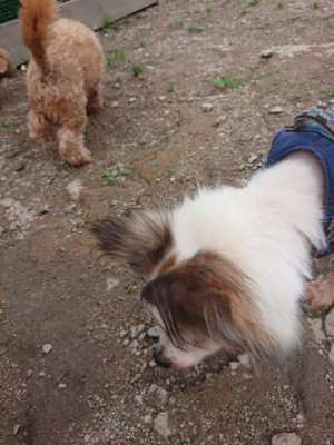 f:id:roukenhome-ann:20190611184649j:plain