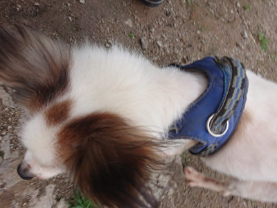 f:id:roukenhome-ann:20190611184709j:plain