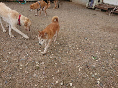 f:id:roukenhome-ann:20190611184722j:plain