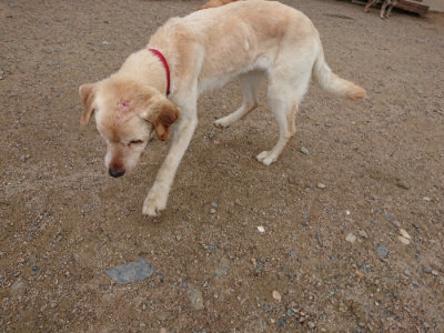 f:id:roukenhome-ann:20190611184844j:plain