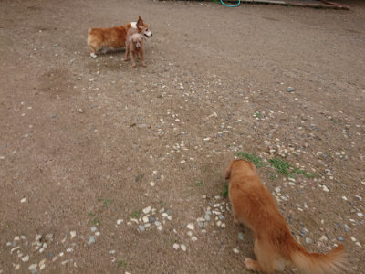 f:id:roukenhome-ann:20190611184944j:plain