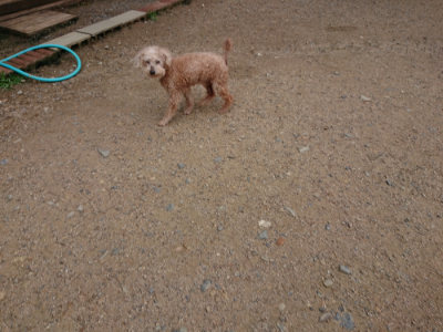 f:id:roukenhome-ann:20190611185008j:plain