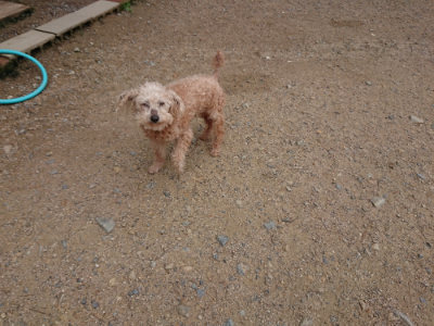 f:id:roukenhome-ann:20190611185016j:plain