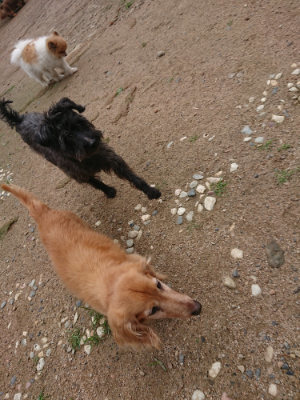 f:id:roukenhome-ann:20190611185039j:plain