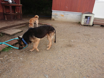 f:id:roukenhome-ann:20190611185108j:plain