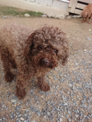 f:id:roukenhome-ann:20190611185122j:plain