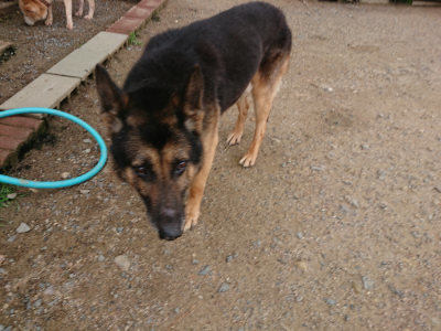 f:id:roukenhome-ann:20190611185139j:plain