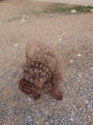 f:id:roukenhome-ann:20190611185212j:plain