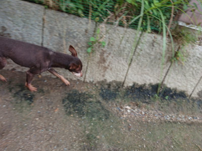 f:id:roukenhome-ann:20190611185449j:plain