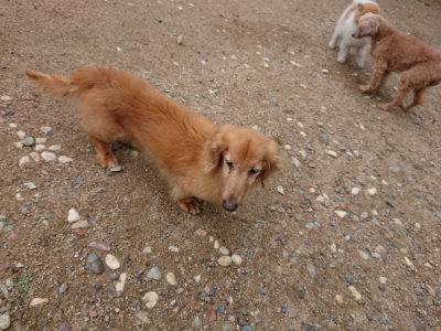 f:id:roukenhome-ann:20190611185511j:plain