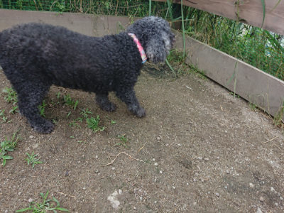 f:id:roukenhome-ann:20190611185532j:plain