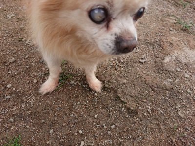 f:id:roukenhome-ann:20190611185636j:plain