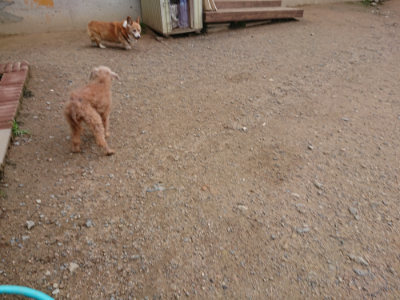 f:id:roukenhome-ann:20190611185801j:plain