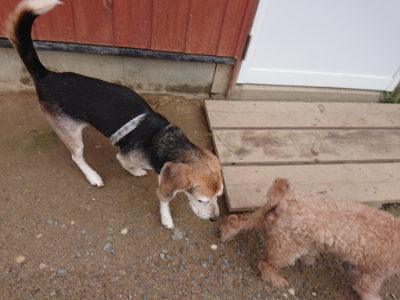 f:id:roukenhome-ann:20190611185805j:plain