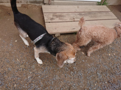 f:id:roukenhome-ann:20190611185812j:plain