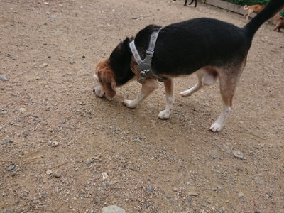 f:id:roukenhome-ann:20190611185838j:plain