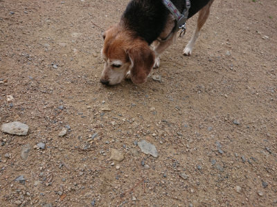 f:id:roukenhome-ann:20190611185853j:plain