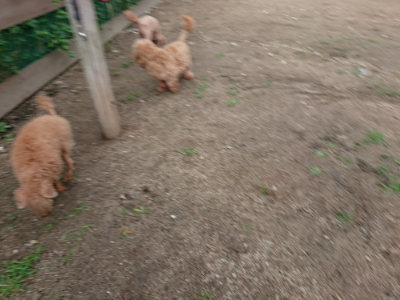 f:id:roukenhome-ann:20190611185934j:plain