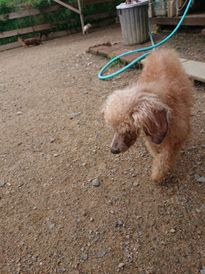 f:id:roukenhome-ann:20190611190317j:plain