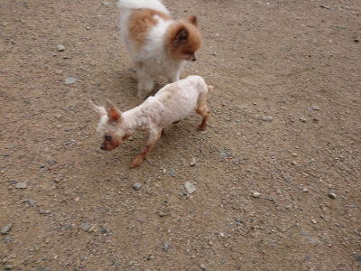 f:id:roukenhome-ann:20190611190333j:plain