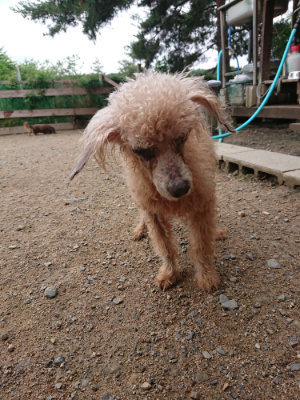 f:id:roukenhome-ann:20190611190349j:plain