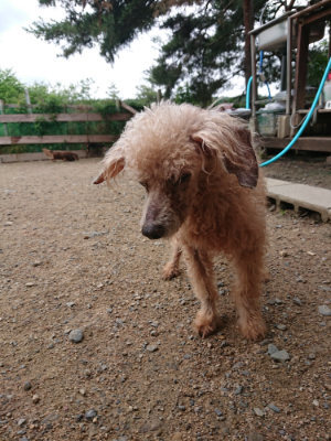 f:id:roukenhome-ann:20190611190355j:plain