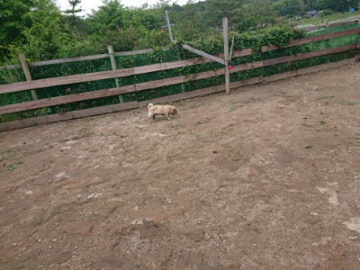 f:id:roukenhome-ann:20190611190416j:plain