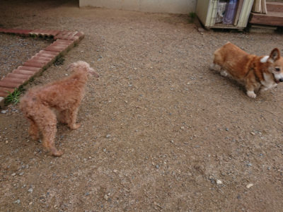 f:id:roukenhome-ann:20190611190429j:plain