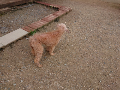 f:id:roukenhome-ann:20190611190435j:plain