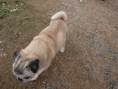 f:id:roukenhome-ann:20190611190529j:plain