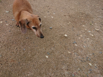 f:id:roukenhome-ann:20190611190951j:plain