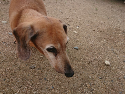 f:id:roukenhome-ann:20190611190956j:plain