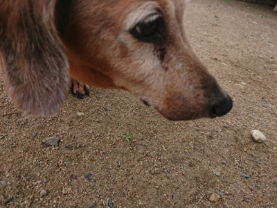 f:id:roukenhome-ann:20190611191013j:plain