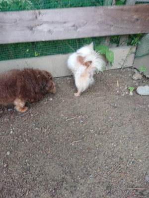 f:id:roukenhome-ann:20190611191039j:plain