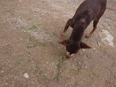 f:id:roukenhome-ann:20190611191134j:plain