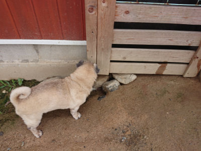 f:id:roukenhome-ann:20190611191312j:plain